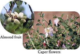 Almond fruit/caper flower
