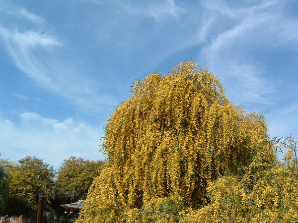 キプロスの花