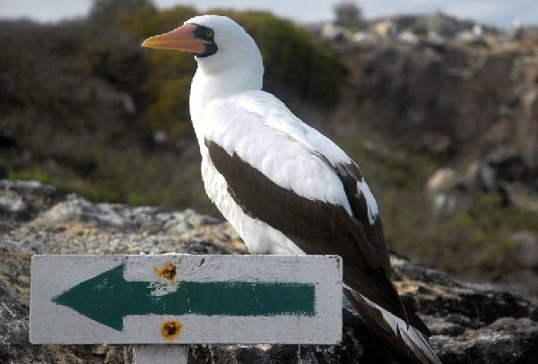 Galapagos Bird Encyclopedia