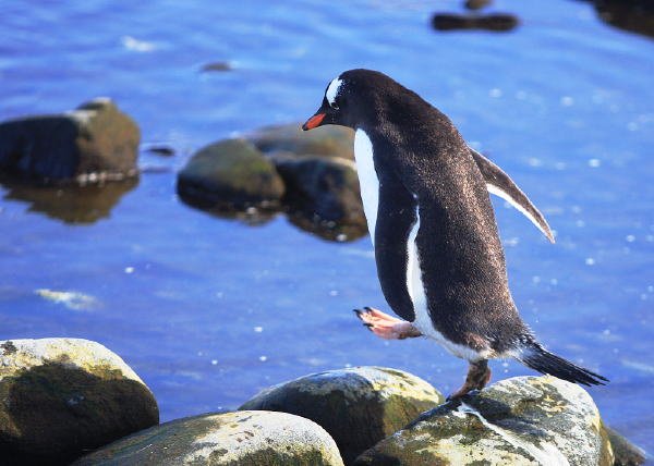 Antarctic photography8