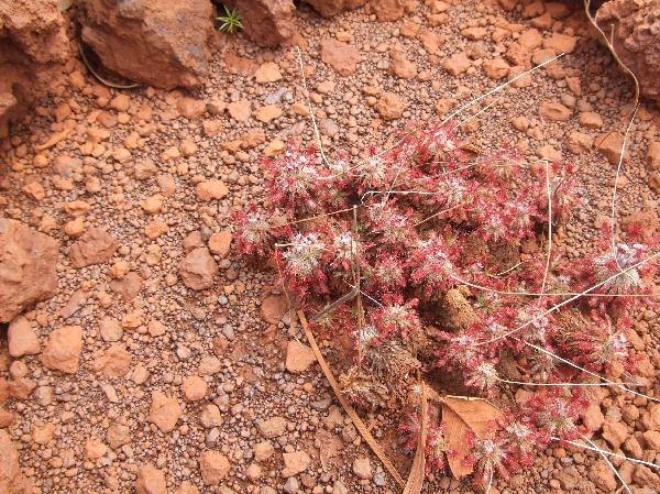 ニューカレドニア　イル･デ･パン島の植物