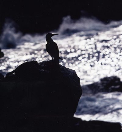 Galapagos Islands