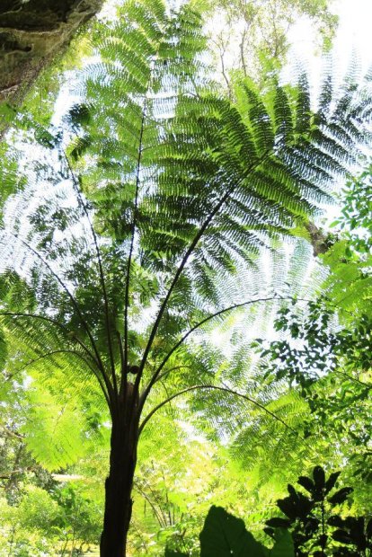 ニニューカレドニア　イル･デ･パン島の植物