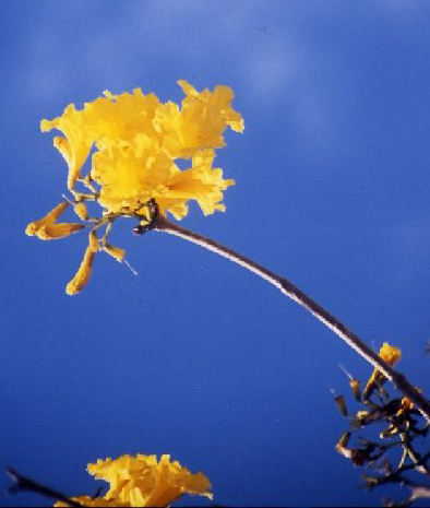 ニュー･プロビデンス島の花