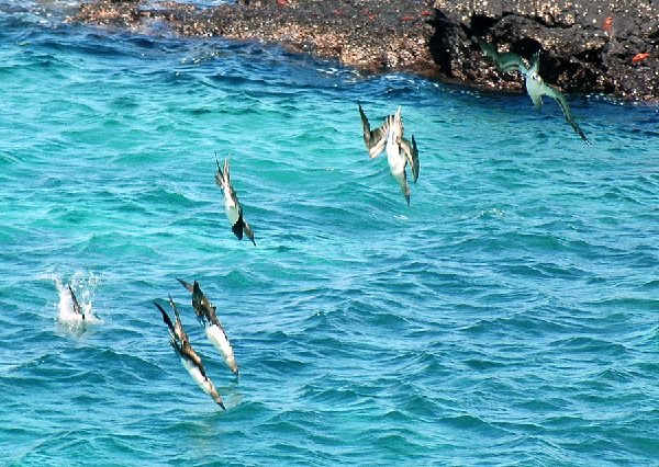 ガラパゴス諸島=Ⅱ