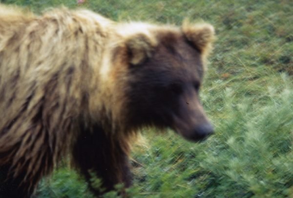 コディアック島　デナリ国立公園