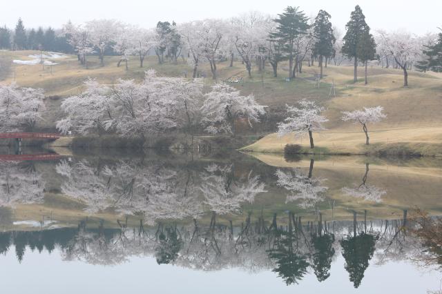 2014年春　桜