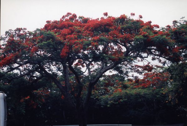 Republic of Fiji, Viti Levu