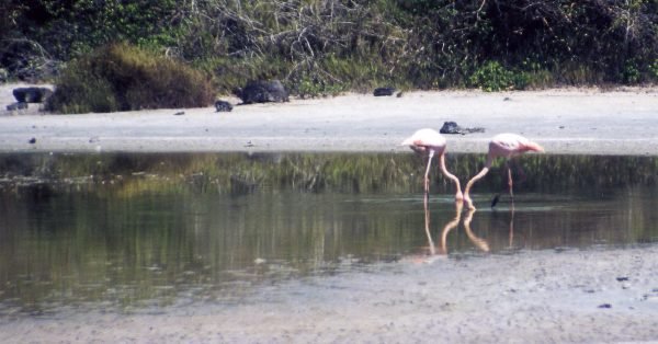 ガラパゴス諸島=Ⅱ