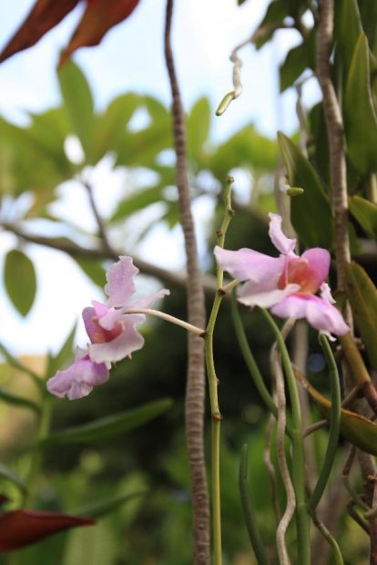 ニューカレドニア　イル･デ･パン島の花