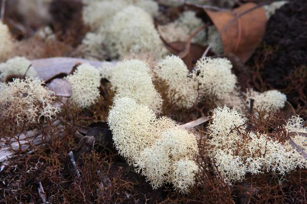 ニューカレドニア　イル･デ･パン島の植物