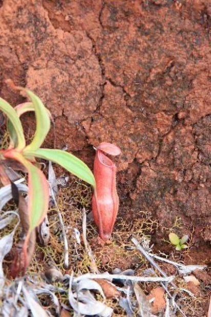 ニューカレドニア　イル･デ･パン島の植物