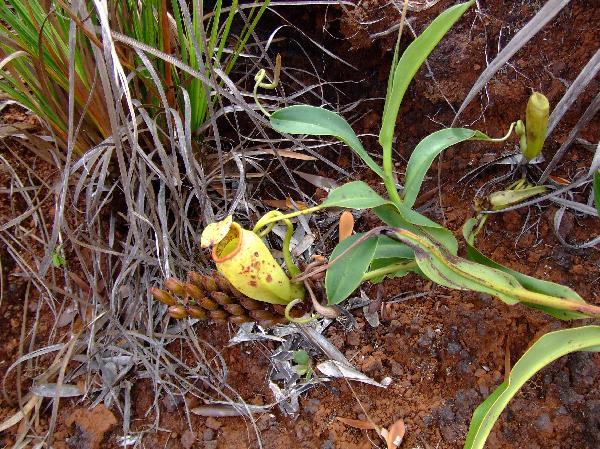 ニューカレドニア　イル･デ･パン島の植物