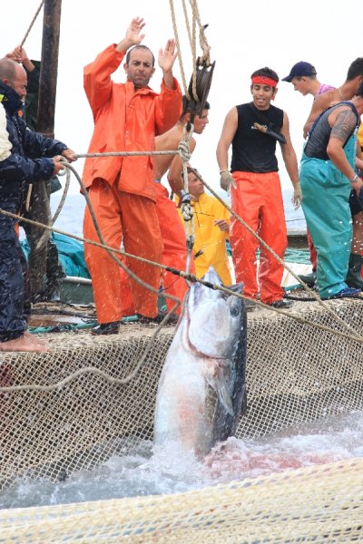 イタリア　サンピエトロ島　マグロ漁