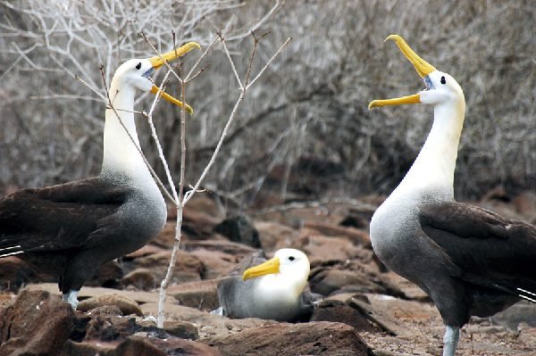 ガラパゴス諸島=Ⅱ