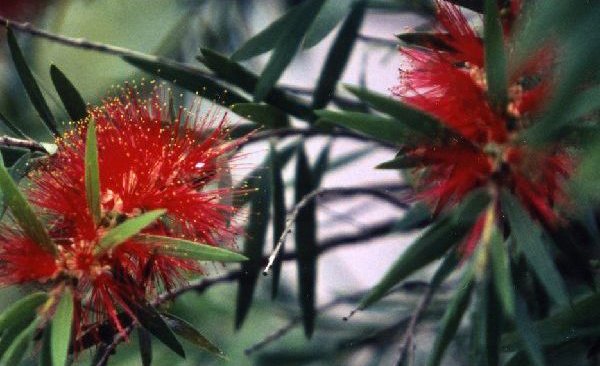 ニュー･プロビデンス島の花