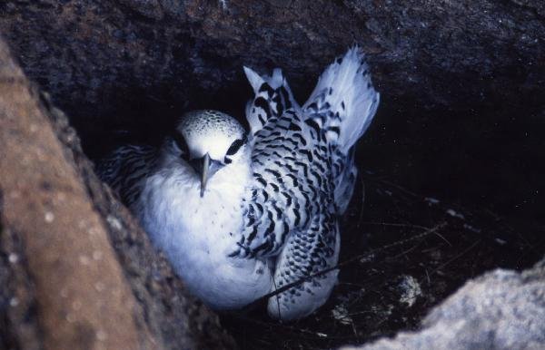 セイシェル共和国　マヘ島　鳥