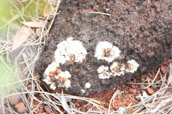 ニューカレドニア　イル･デ･パン島の植物