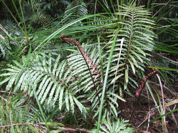 ニューカレドニア　イル･デ･パン島の植物