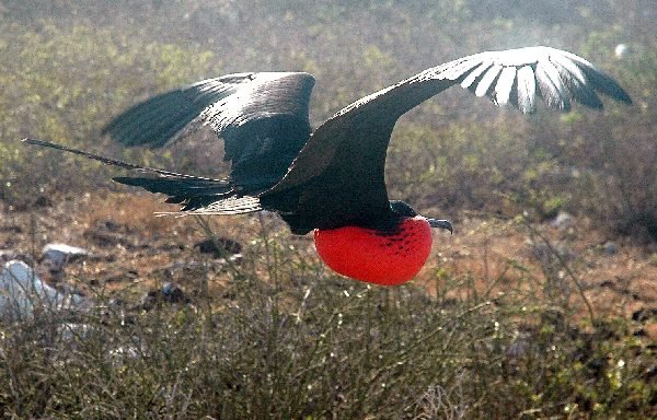 ガラパゴス諸島=Ⅱ