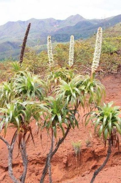 ニューカレドニア　イル･デ･パン島の植物