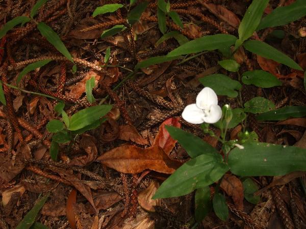 ニューカレドニア　イル･デ･パン島の植物