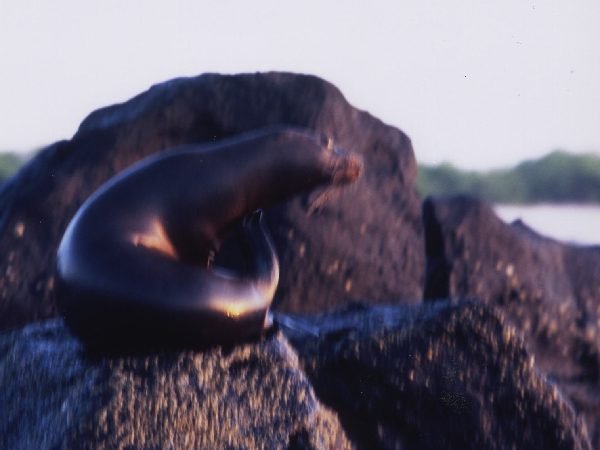 ガラパゴス諸島=Ⅱ