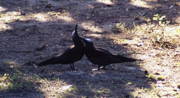 セイシェル共和国　マヘ島　鳥