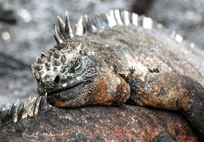 Galapagos Islands