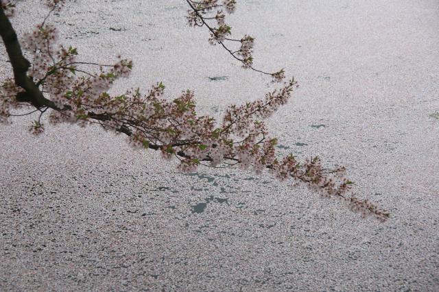 2014年春　水辺の桜