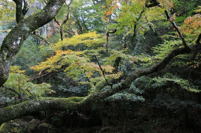 秋の風景2013 北海道・大阪・奈良・京都・兵庫・九州