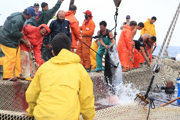 イタリア　サンピエトロ島　マグロ漁