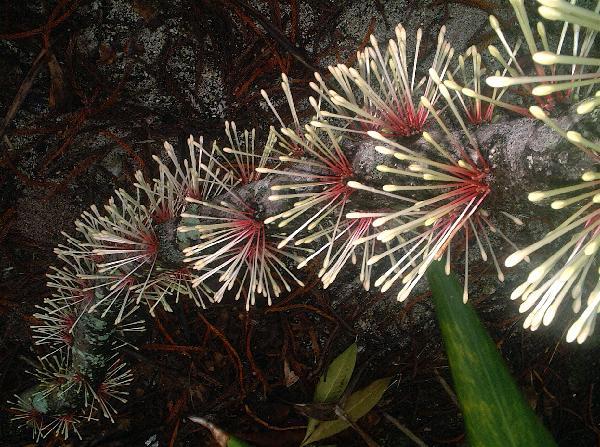 ニューカレドニア　イル･デ･パン島の植物