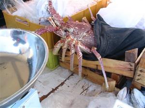 イタリア共和国　ファヴィニャーナ島