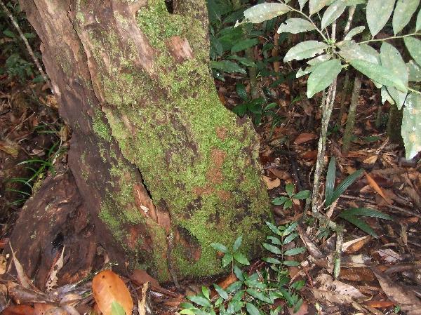 ニューカレドニア　イル･デ･パン島の植物