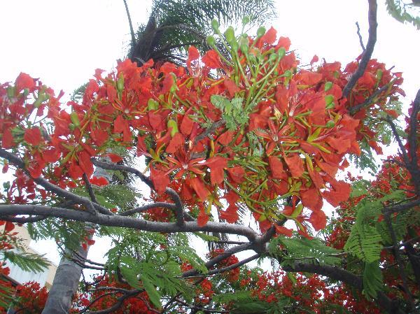 ニューカレドニア　イル･デ･パン島の植物