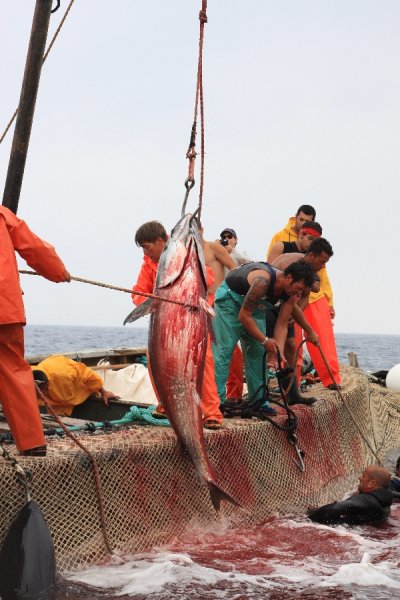 イタリア　サンピエトロ島　マグロ漁