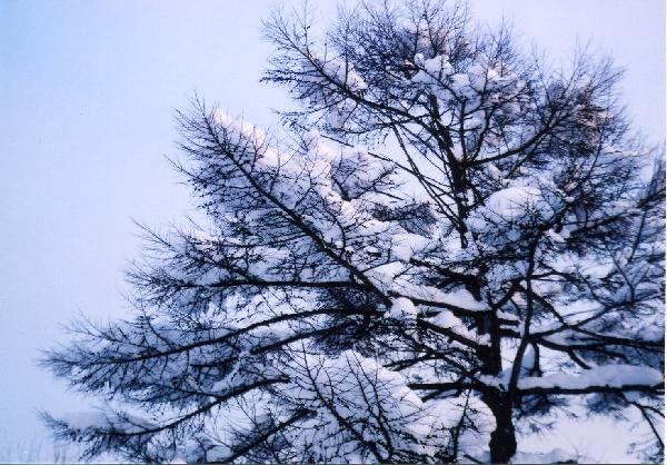 ロシア　サハリン島（樺太）　雪国