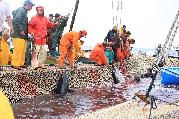 イタリア　サンピエトロ島　マグロ漁