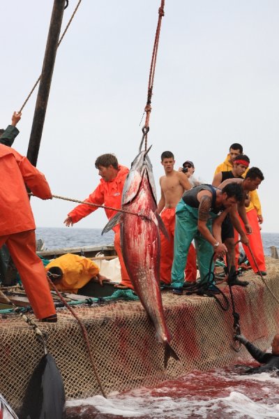 イタリア　サンピエトロ島　マグロ漁