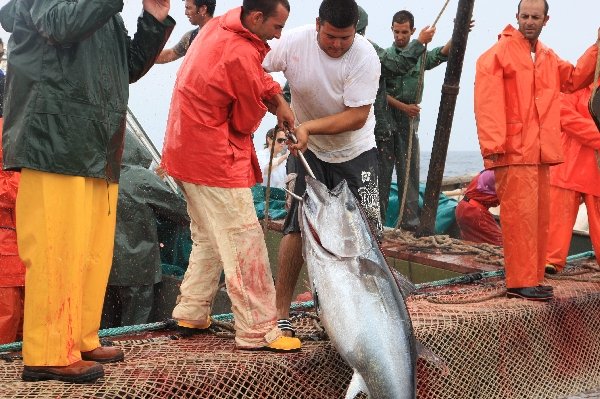 イタリア　サンピエトロ島　マグロ漁