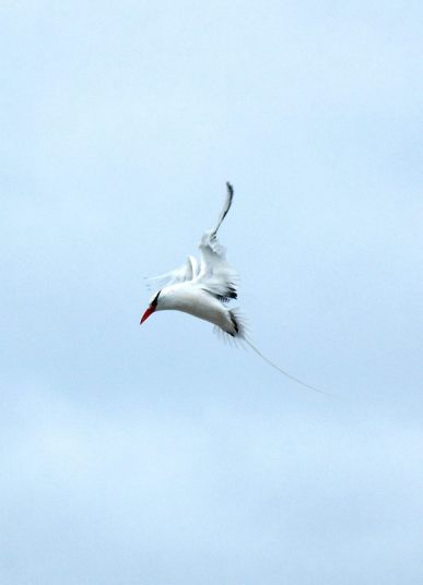 ガラパゴス諸島=Ⅱ