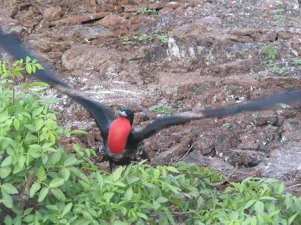 ガラパゴス諸島=Ⅱ