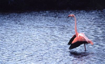 Galapagos Islands