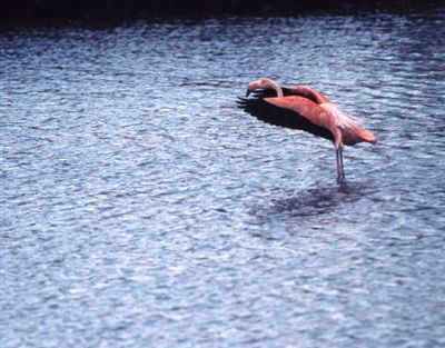 Galapagos Islands