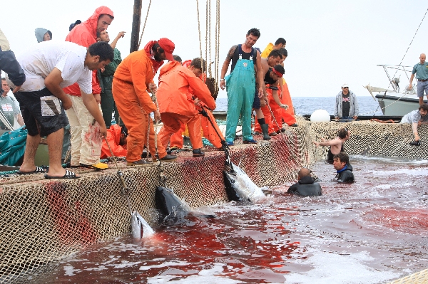 イタリア　サンピエトロ島　マグロ漁