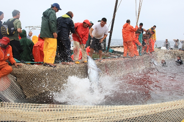 イタリア　サンピエトロ島　マグロ漁