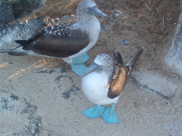 ガラパゴス諸島=Ⅱ