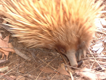 オーストラリア　カンガルー島