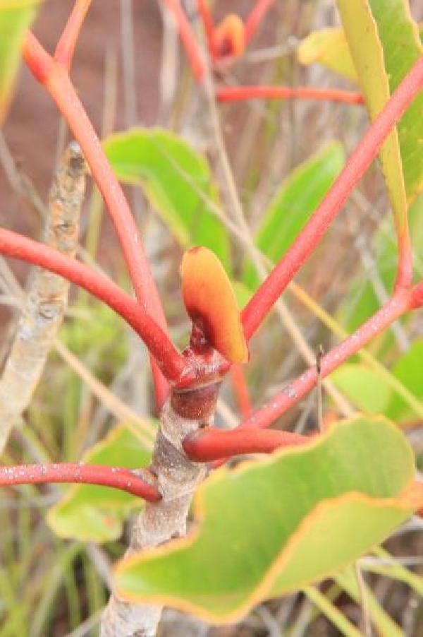 ニューカレドニア　イル･デ･パン島の植物